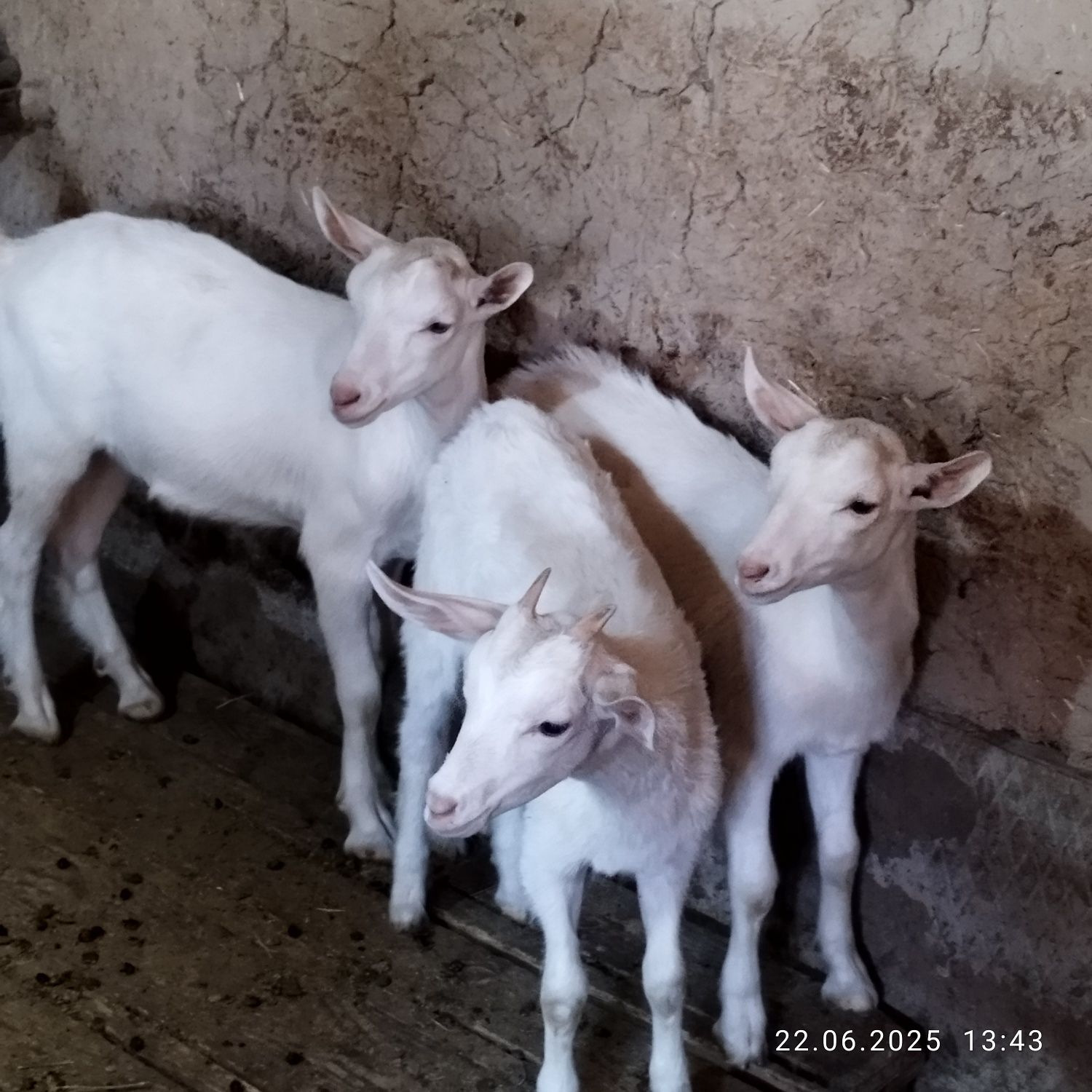 Лактар сатылады 3 Айдан аскан