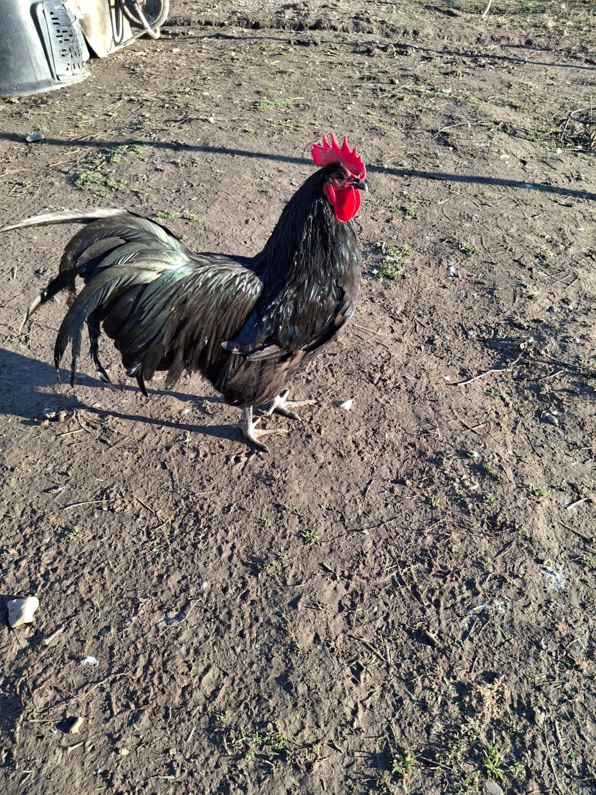 Cocosi Austrolorp tineri