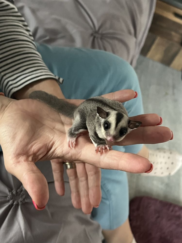 Sugar glider veverite zburatoare