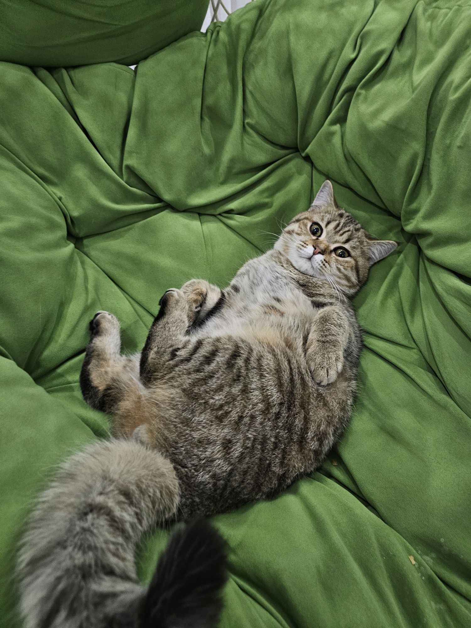 Шотландский прямоухий кот на вязку