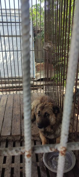 Хаски,Алабаи,Овчарки и много разных собачек ждут заботливых хозяев