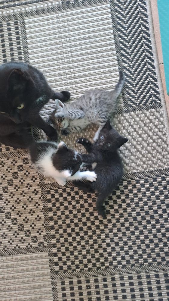Котята  в добрые руки