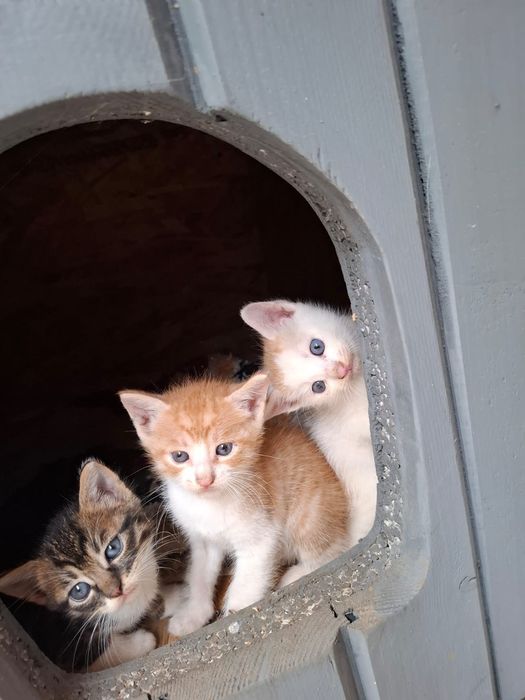 Pisici prietenoase pentru adoptie