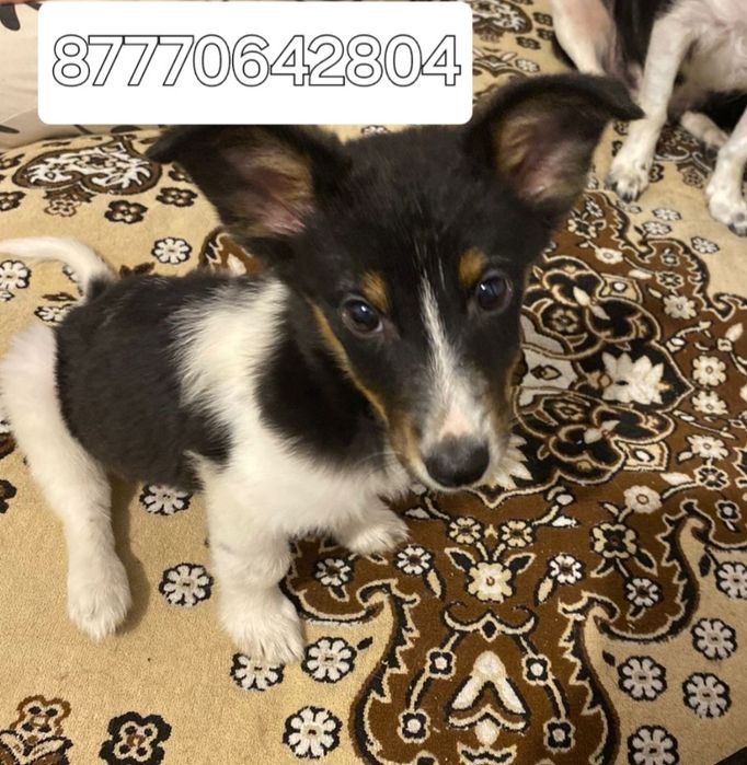 Отдам щенят в добрые  руки