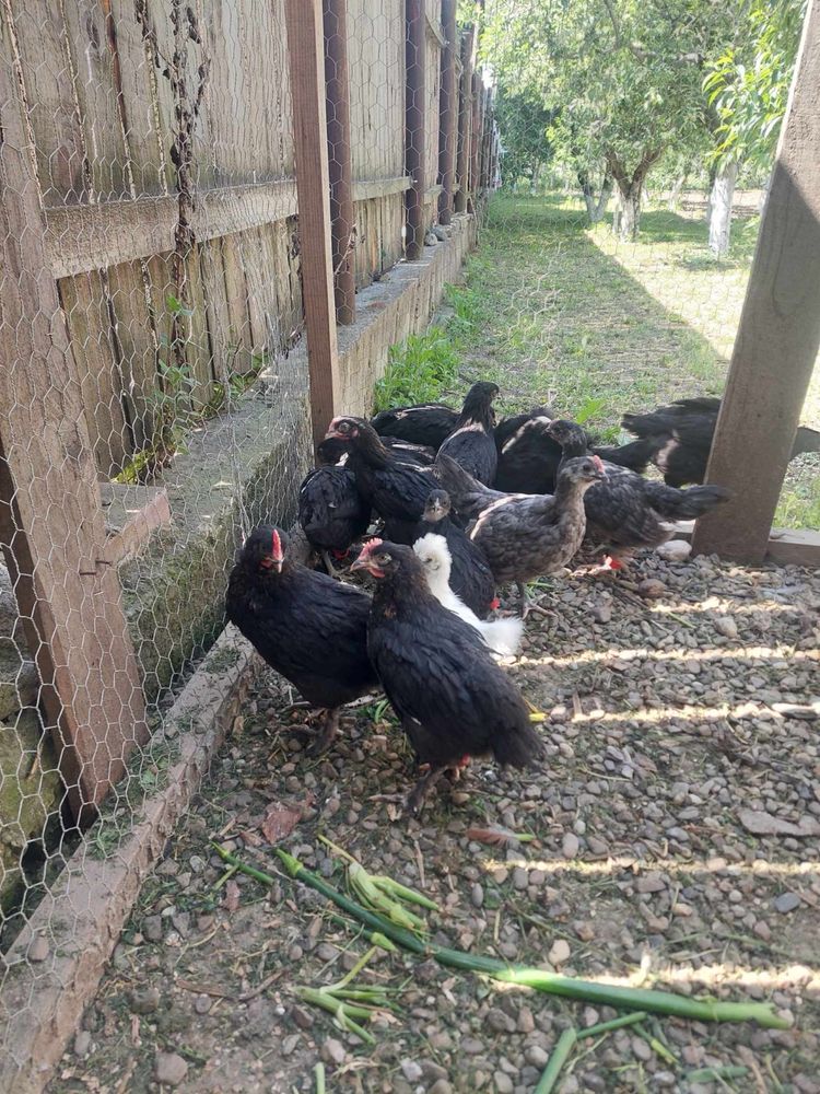 Cocos marans 5 saptamani