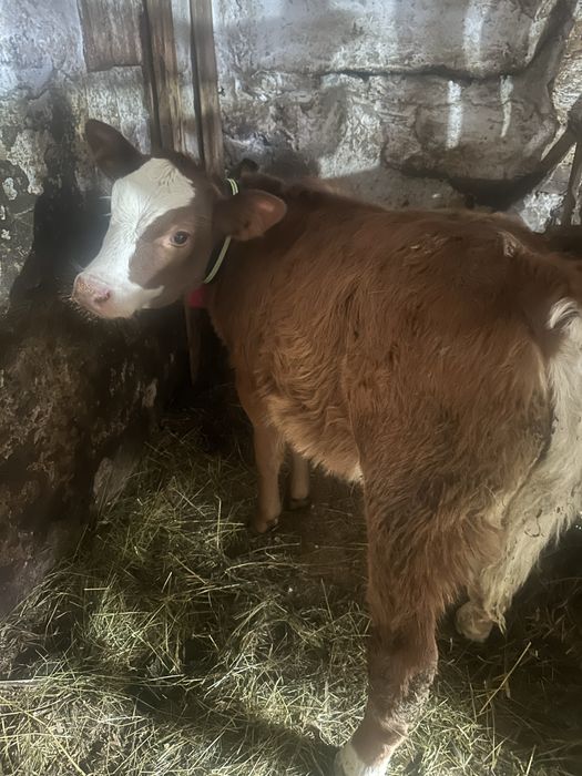 Vand doue vitele intarcate una angus si baltata