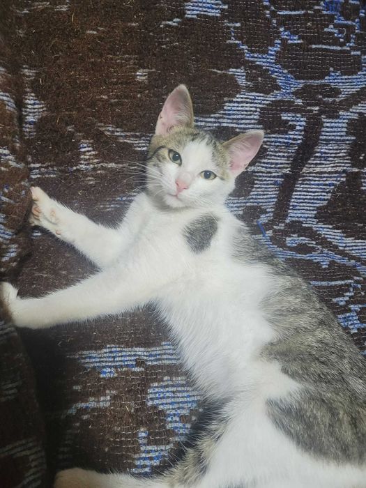 Donez pui de pisică