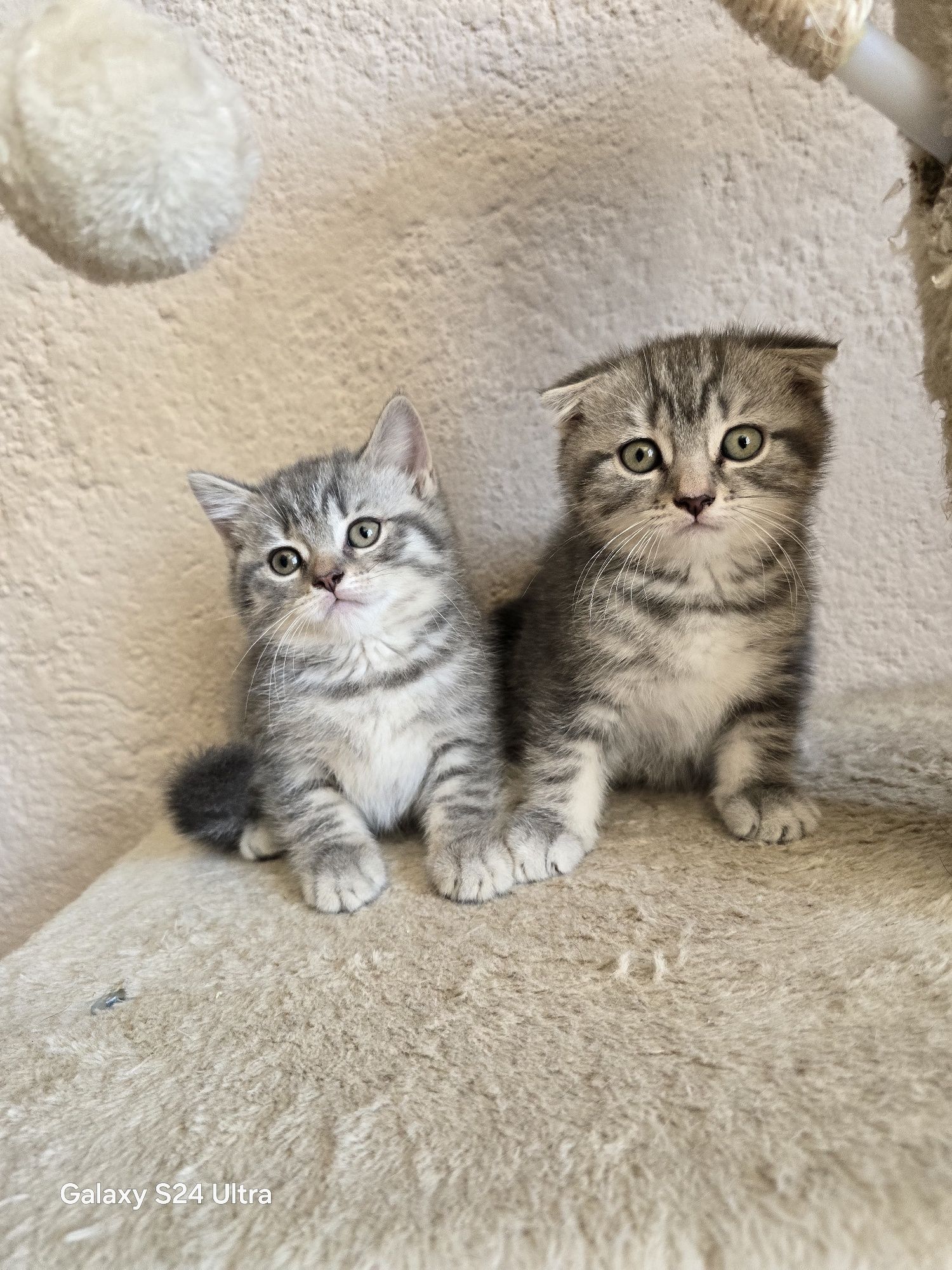 Клепоухи шотландски котенца