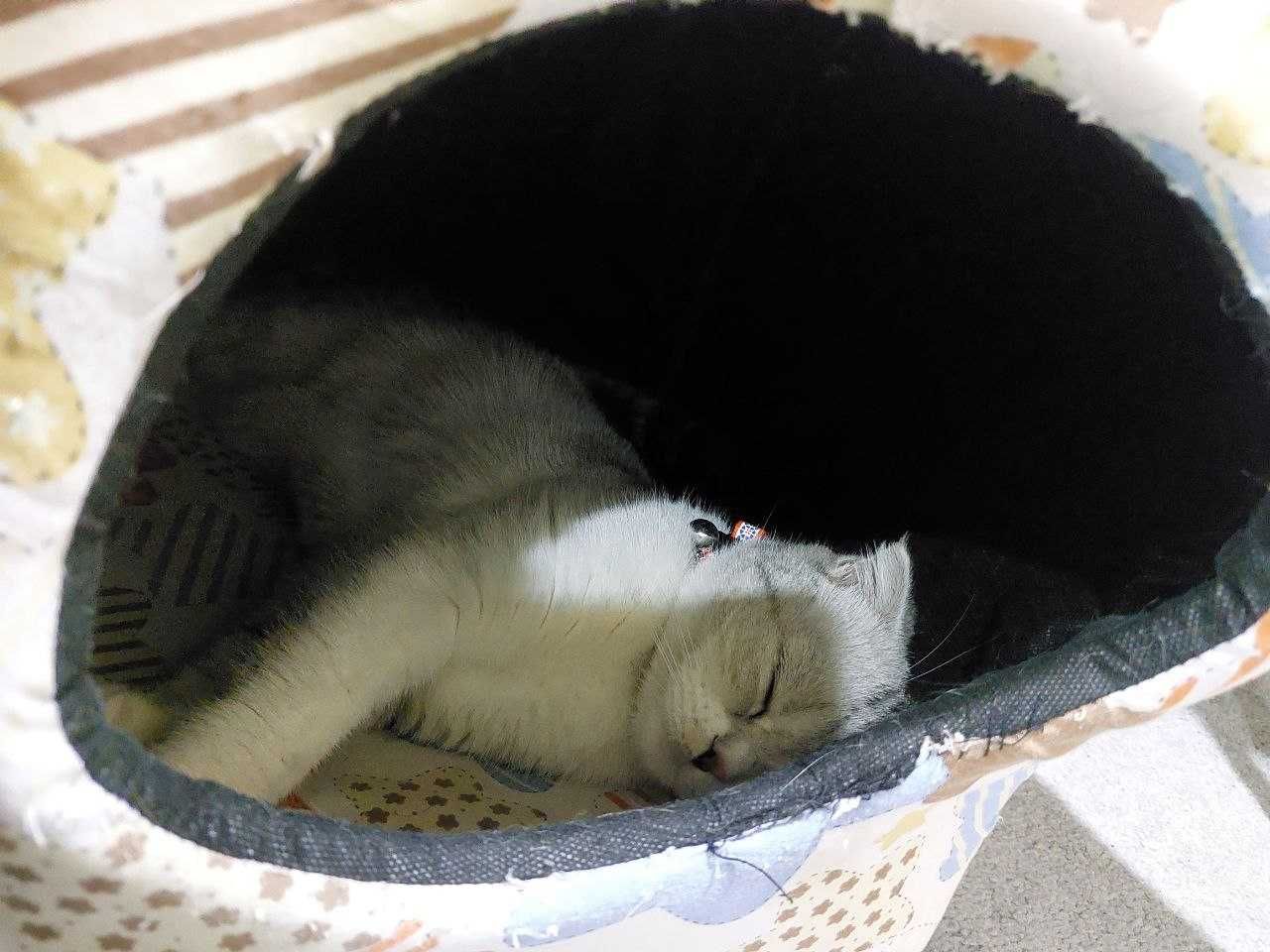 Продаю кошку  веслауха ей  годик имя СНЕЖИНКА