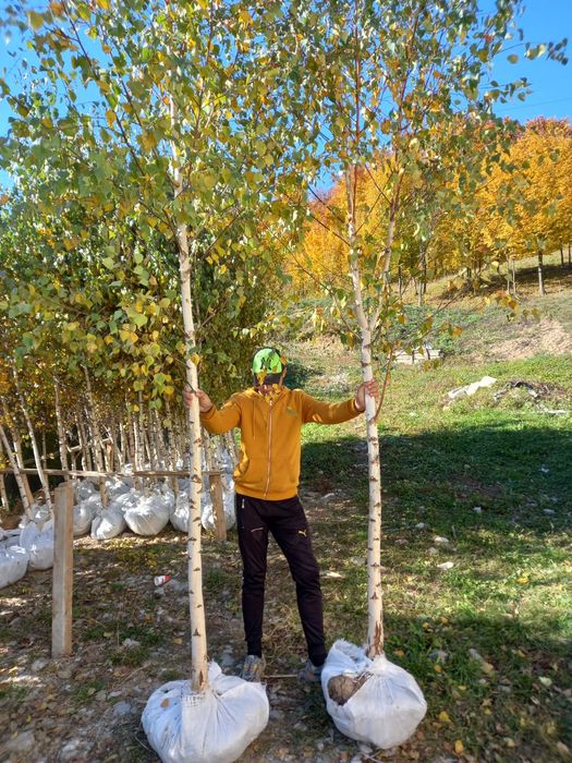 Vând mesteacăn pepinieră