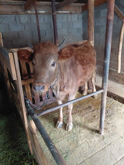 Продается Тёлка 1.5 года