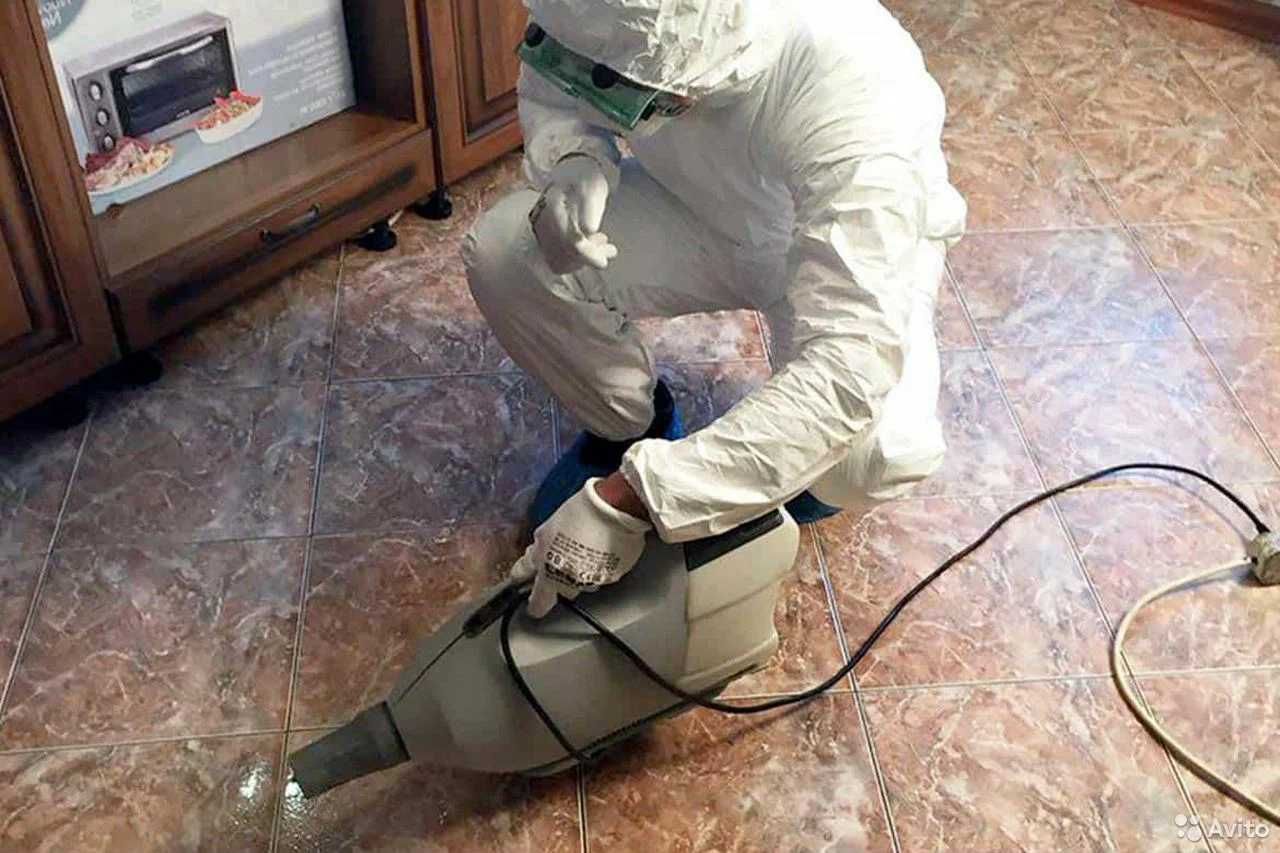 Дезинфекция насекомых клоп klop klapa Dezinfeksiya dezenfeksiya