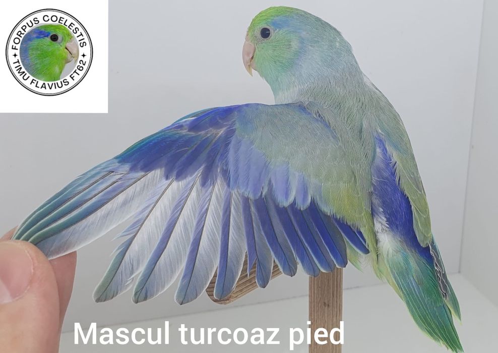 Forpus coelestis