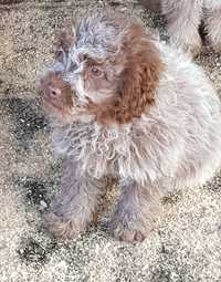 Lagotto Romagnolo-disponibilă.