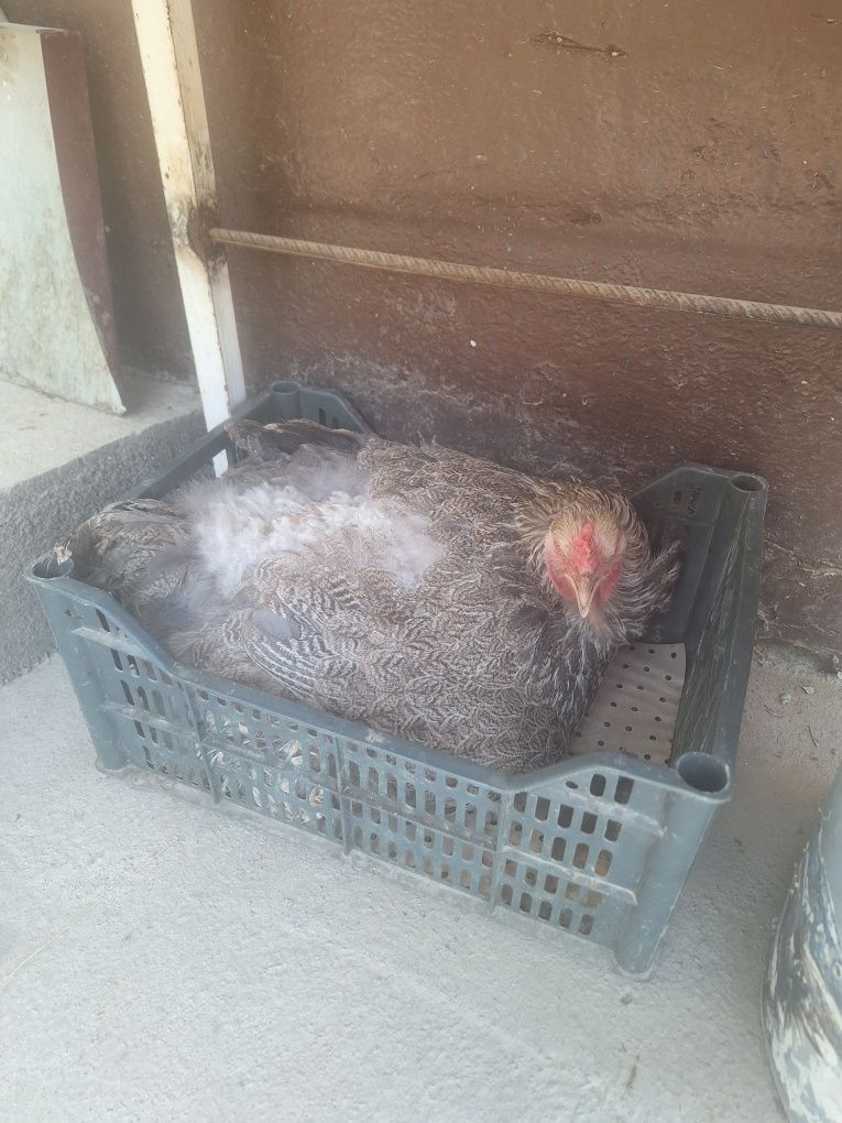Продаются куры брама