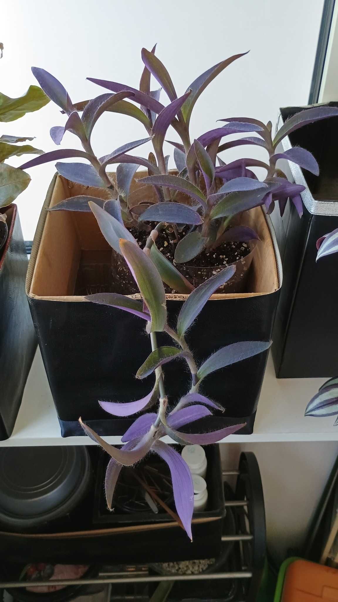 Tradescantia Pallida planta curgatoare mov Purpurea Purple Queen