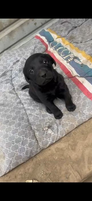 лабрадор  щенок шустрый