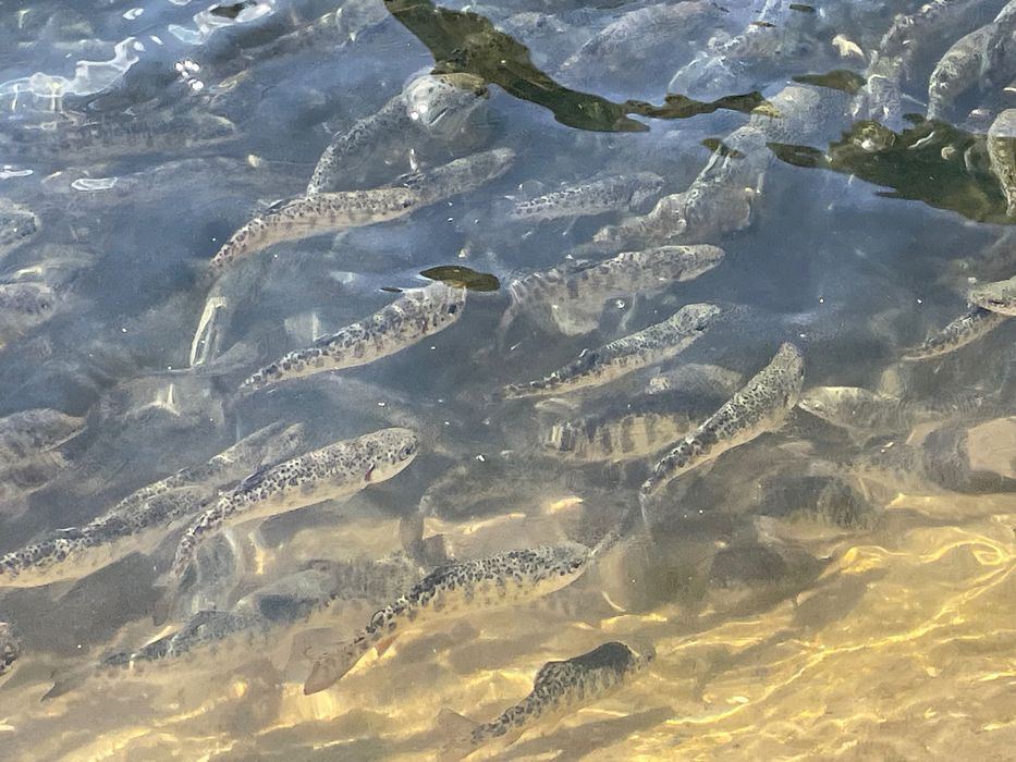 Puiet de păstrăv 25 g curcubeu