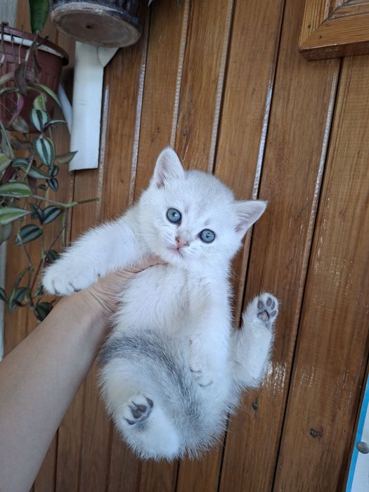 Серебристый шиншилла