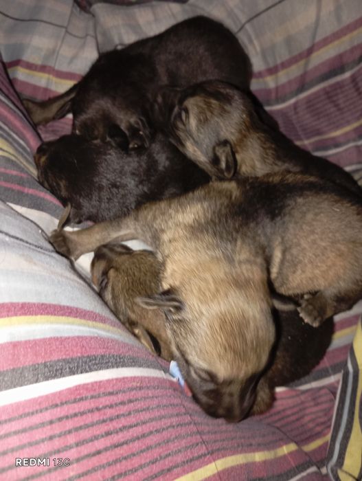 Щенки нашла на улице ищет дом