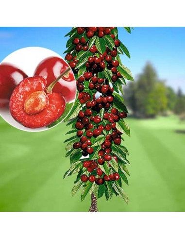 Pomi fructiferi pt spații mici