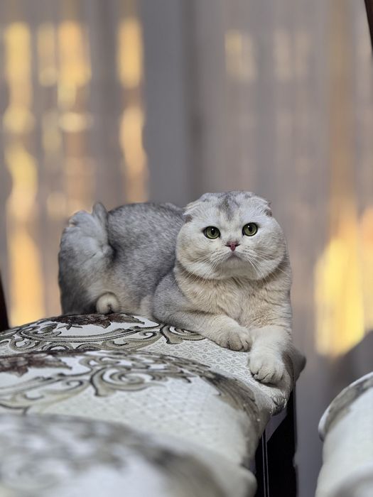 Шиншила кот на вязку