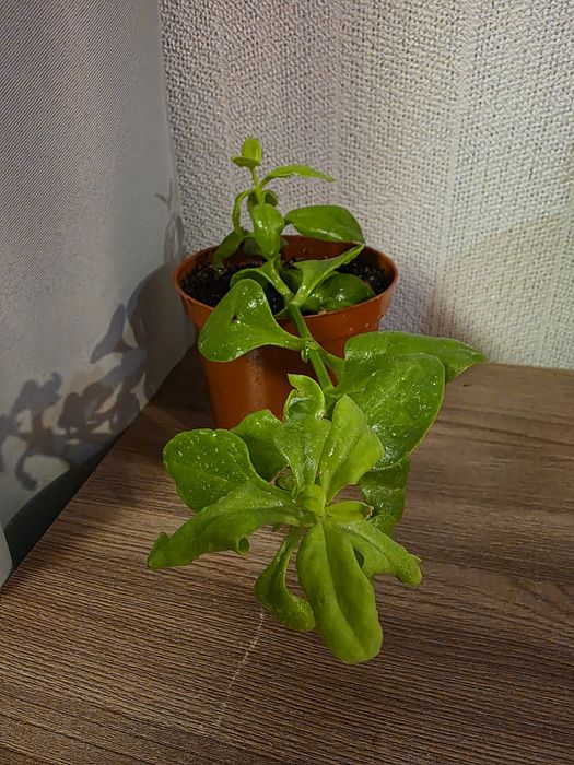 Продам комнатные растения