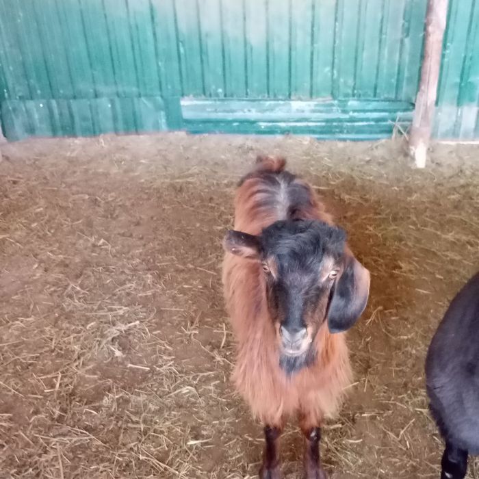 Echki sotiladi kelishtirib beraman