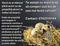 Ouă proaspete de prepeliță pentru consum
