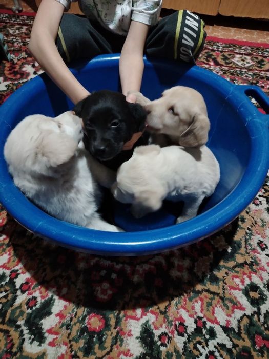 Отдадим в хорошие руки бесплатно