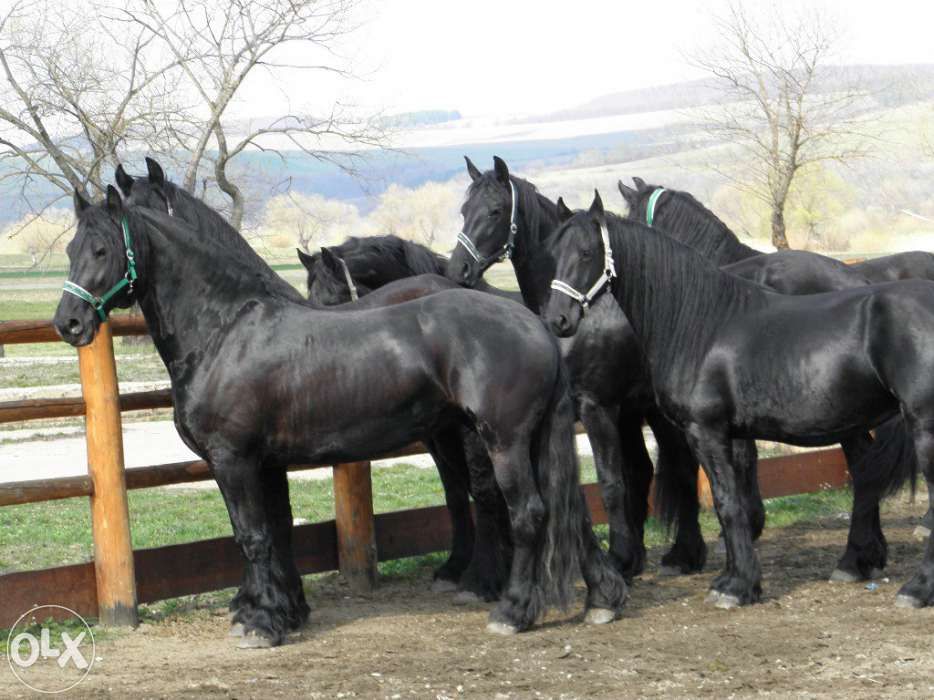 cai friesian echitatie calarie brasov