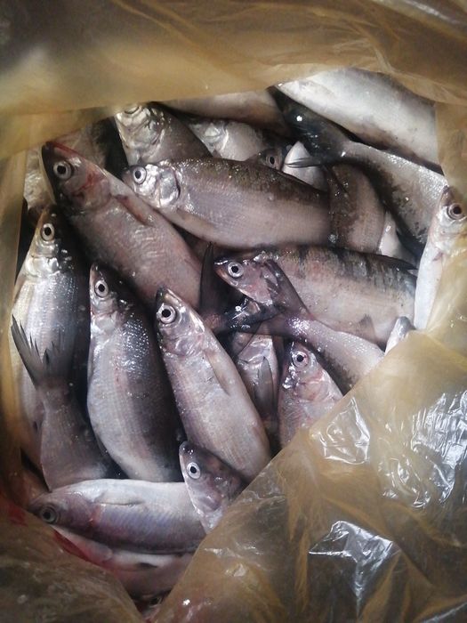 Продам пелядь свежая