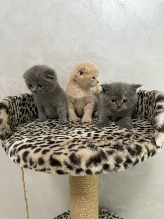 Британский скотиш фолд