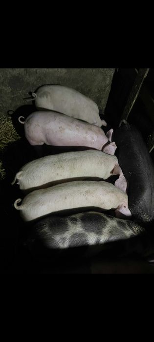 Mobilier bucătărie