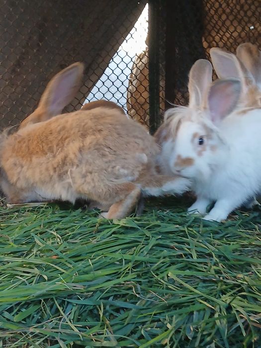 Iepuri tineri și adulți