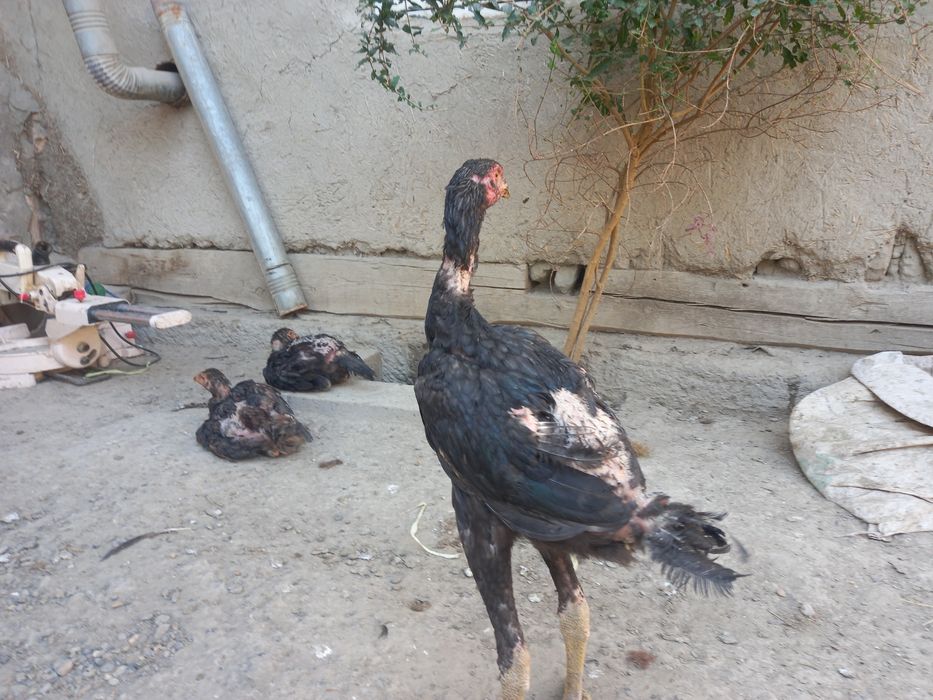 Продаются курицы