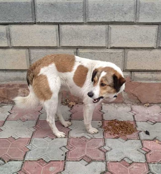 НАЙДЕНА СОБАКА! Хозяин, найдись!