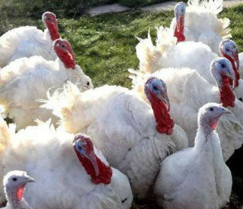 Бир 6 куркалари Индюки биг 6