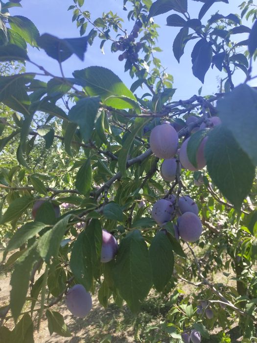 Prune anaspet , Olt
