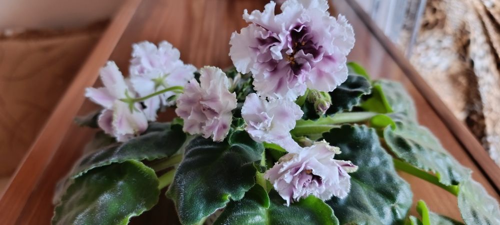 Продам фиалку забирать в Орбите