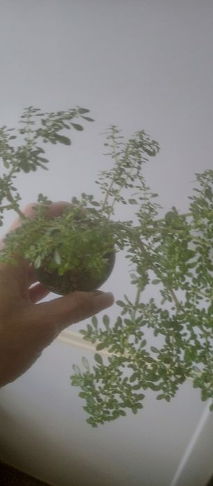 Продам комнатные цветы