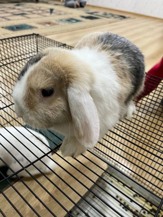 KARLIK QUYON 5 Oylik, Prifkalangan