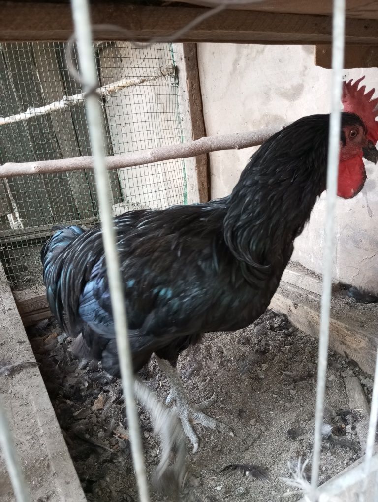 Qorashaxzoda tovuq va xòroz