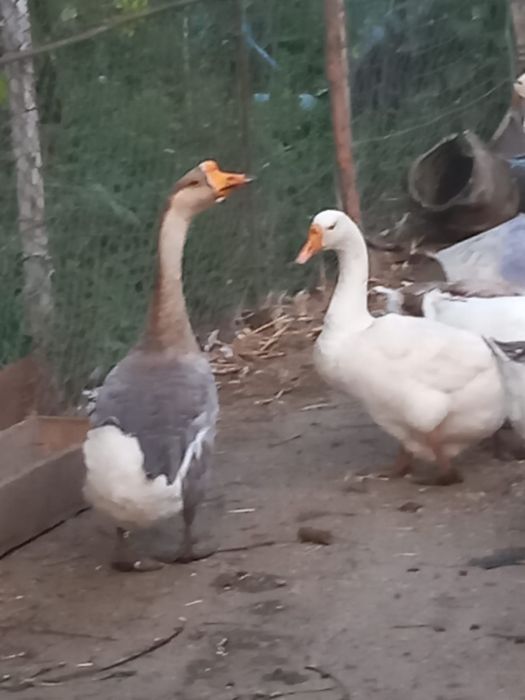 Gâște americane ouătoare