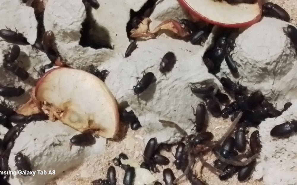 vierm de faina Superworms  și Gândaci Dubia