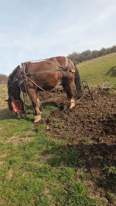 Cal tracțiune 7 ani cu caruta plug etc..