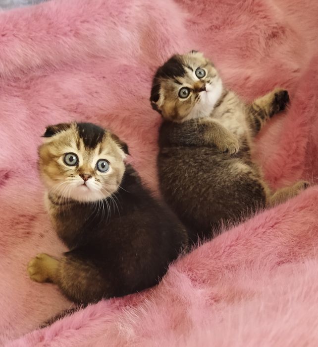 Шиншилла Вислоухийе Шотландские котята .