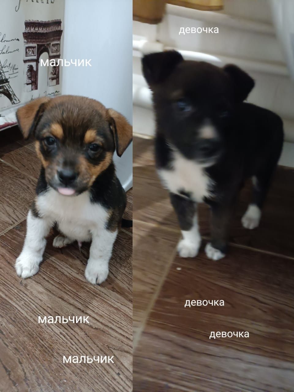 Маленькие щенята ищут дом