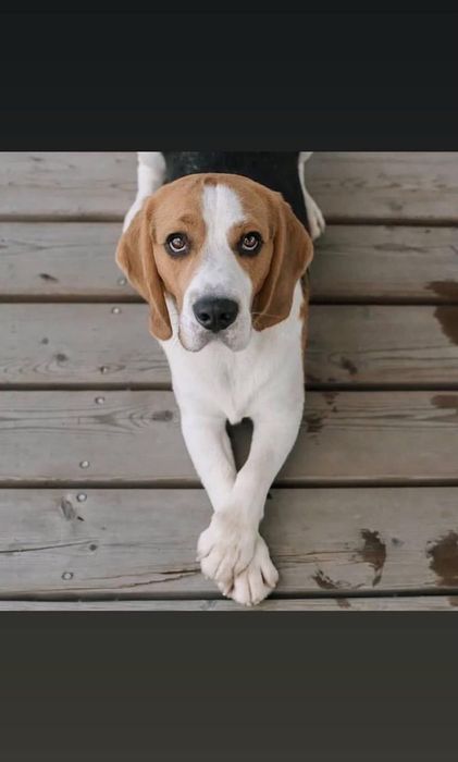 Супер кобель ищет подругу!!!