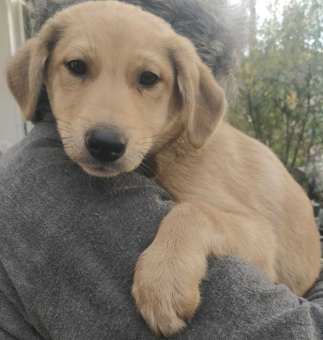 Подаряваме кученцe бездомниче пухено бобче мъжко